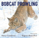 Bobcat_prowling